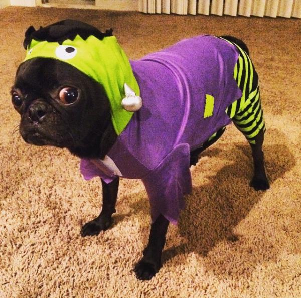 /Images/uploads/PUG NATION RESCUE OF LOS ANGELES/pugnationcalendar/entries/2468thumb.jpg